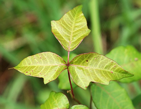 sprig of poison ivy