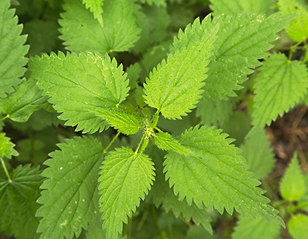 view from above of stinging nettles