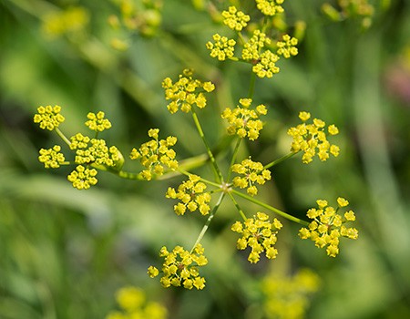 flower of a wild parsnip