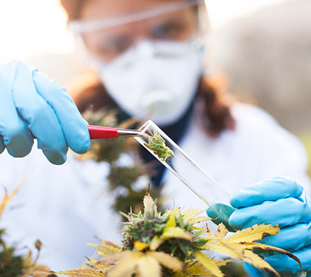 Marijuana shaped in a heart - Marijuana's effects on the heart