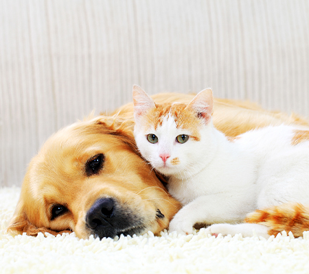 A cat and dog cuddle.
