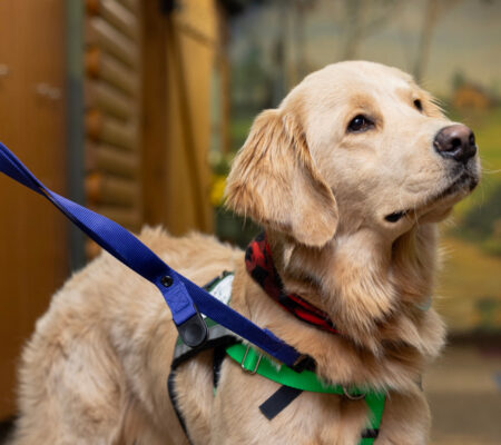 Dog with harness looking up, facility dog, hospital dog